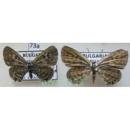 Tarucus balkanica (Freyer, 1844) pair Bulgaria73a